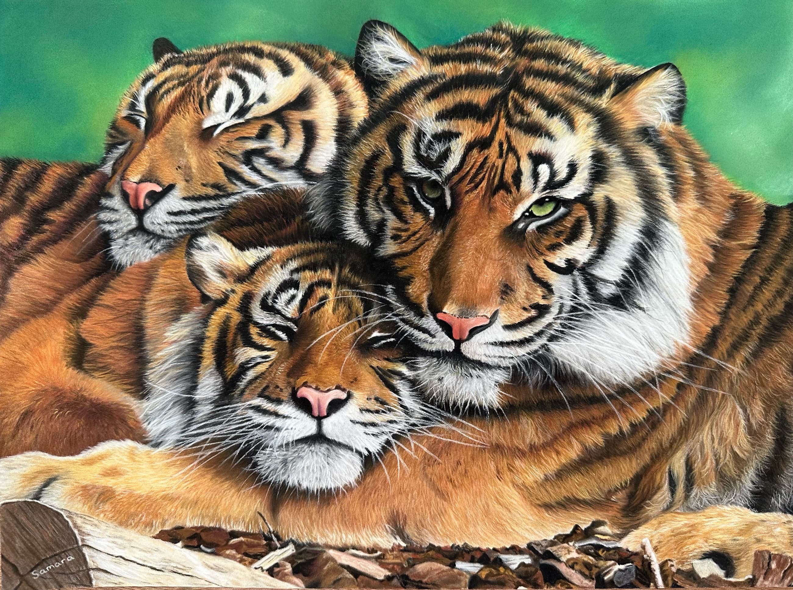 A Streak of Stripes — Tiger and two cubs, Pastel pencil on Pastelmat