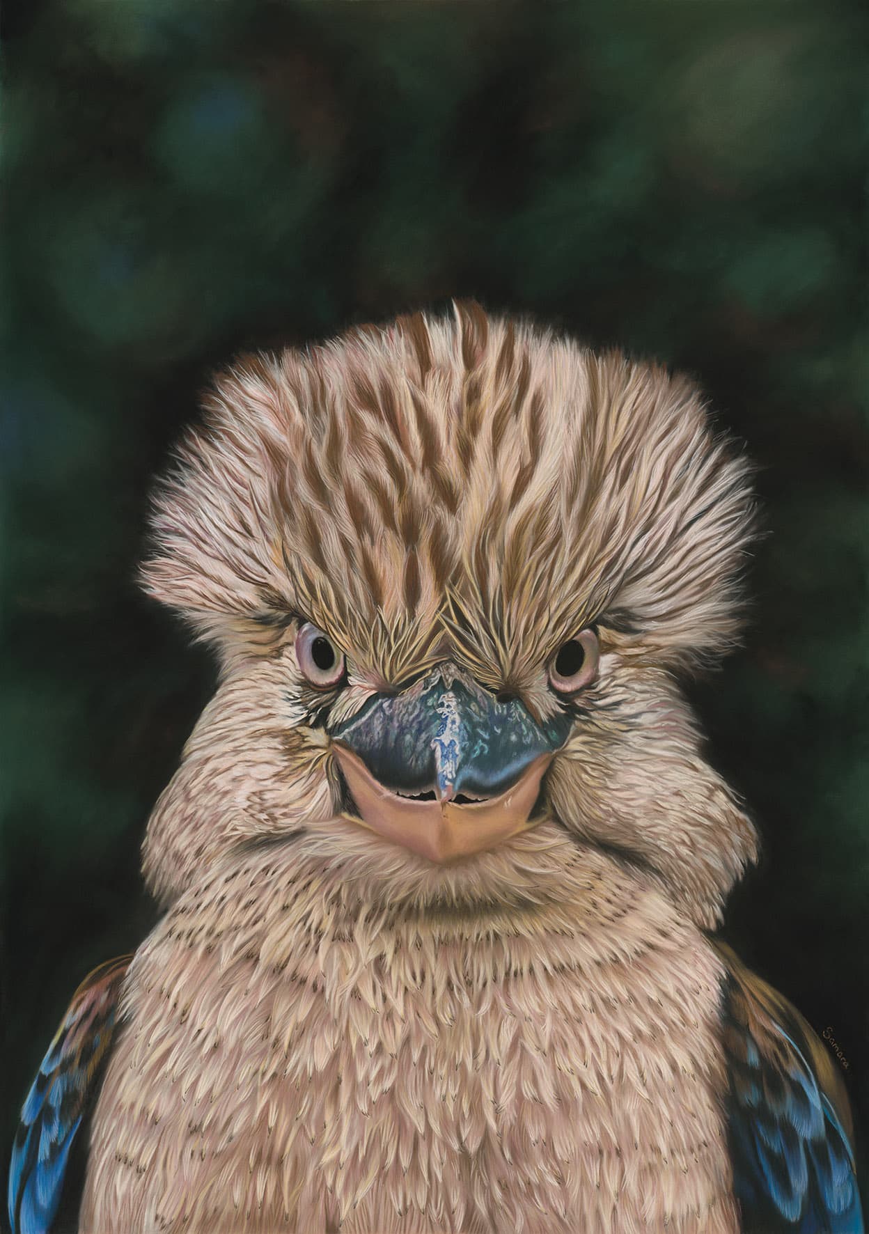 Before the Laugh — Eastern Blue-winged Kookaburra
