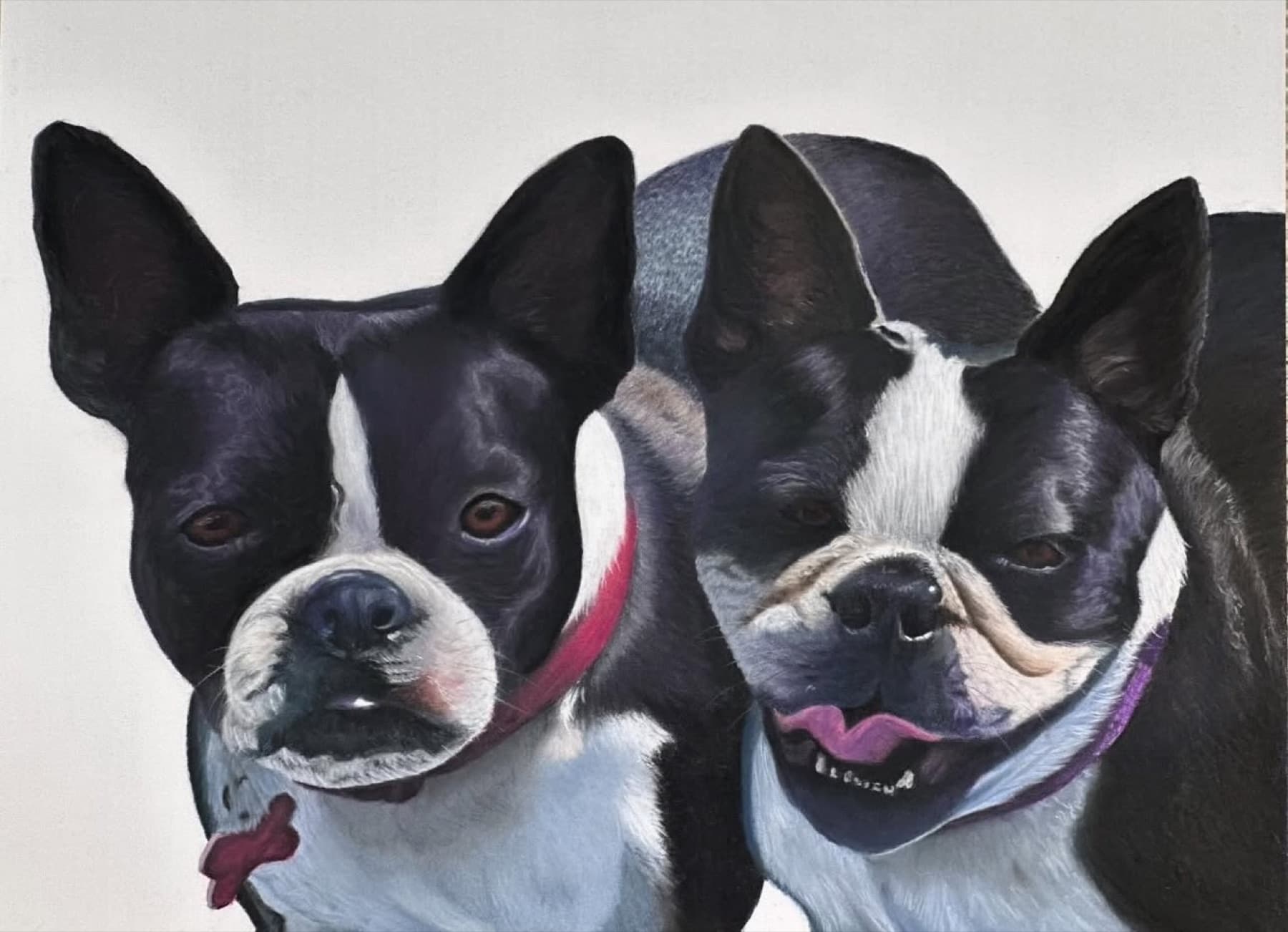 Pastel portrait of two Boston Terriers