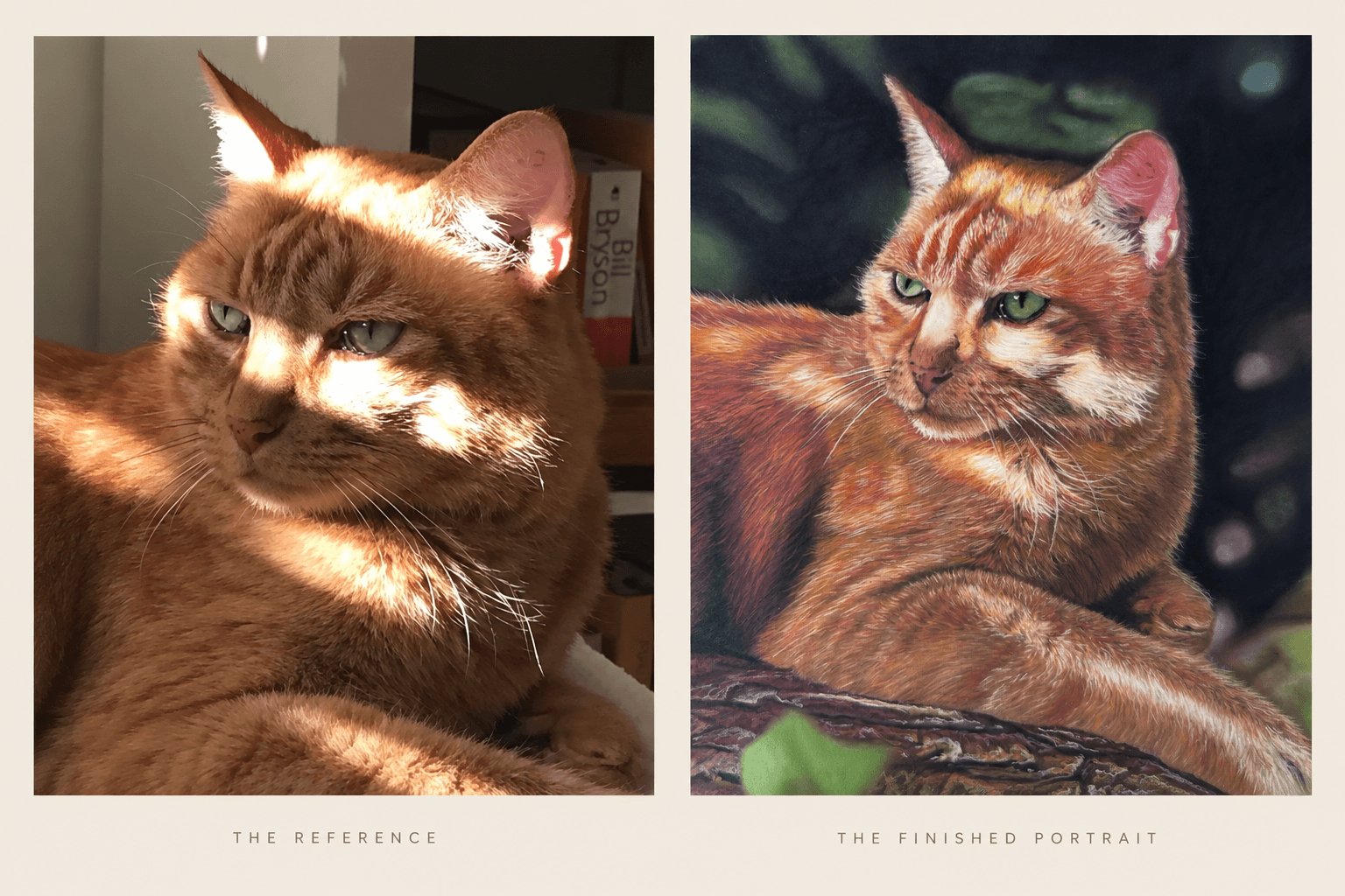 Comparison of the reference photograph and Samara's finished pastel portrait of an orange tabby cat