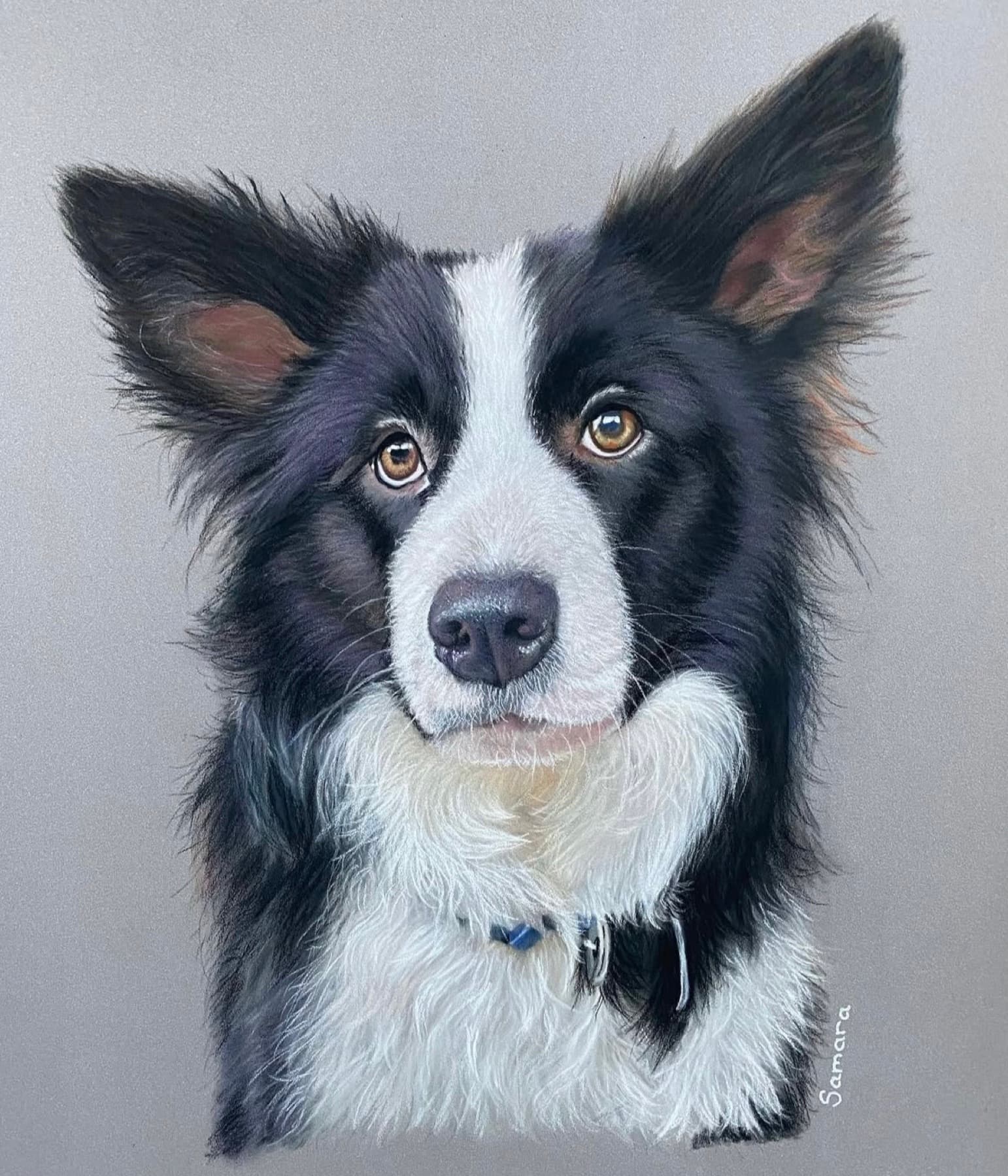 Pastel portrait of Harpo, a Border Collie
