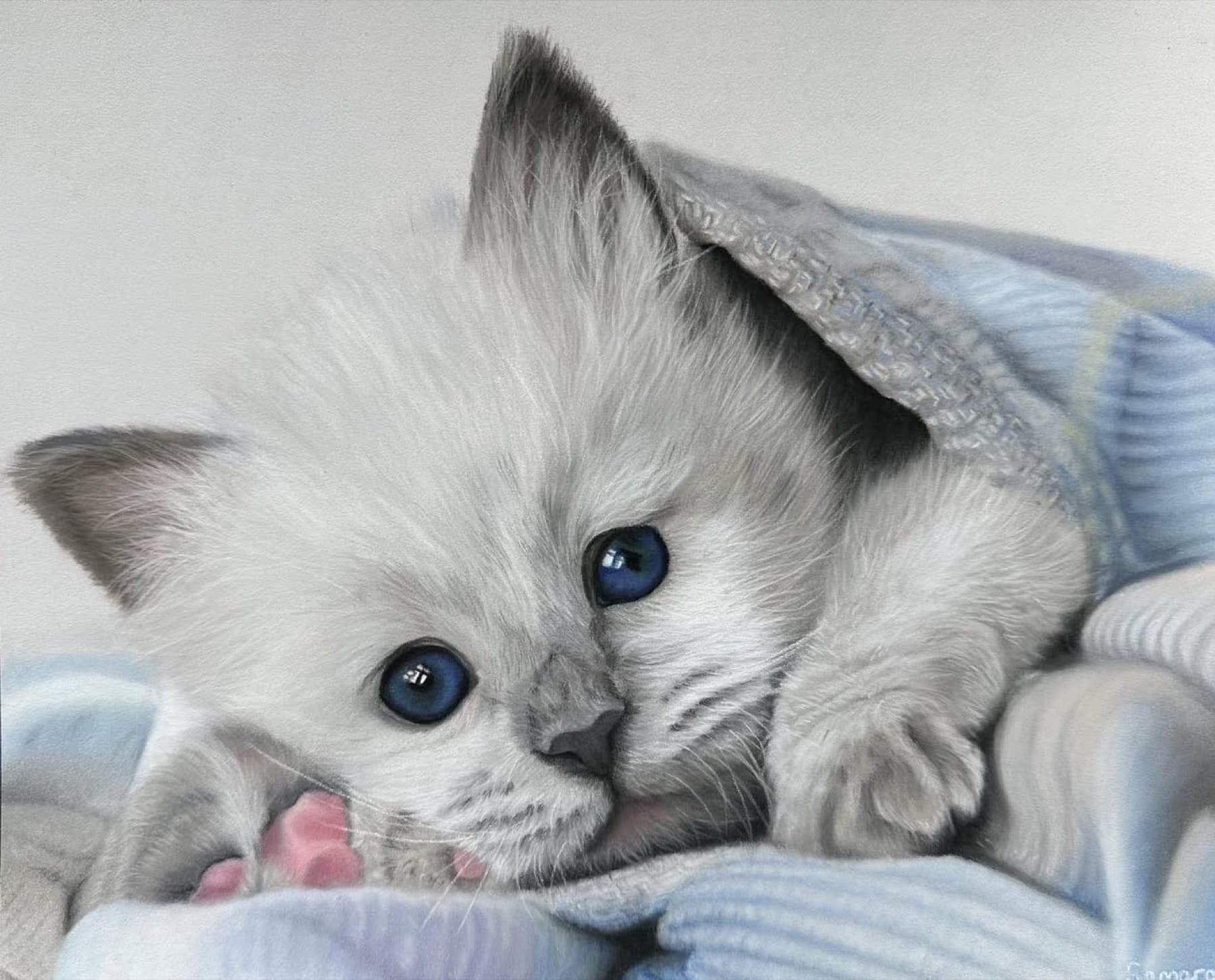 Pastel portrait of a Siberian kitten wrapped in a blue blanket