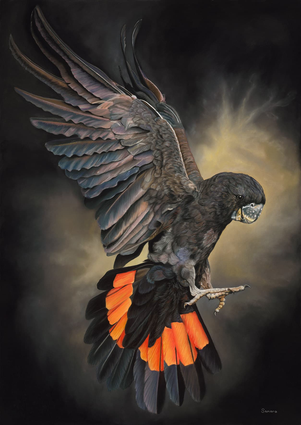 Flight of Light — Red-tailed Black Cockatoo