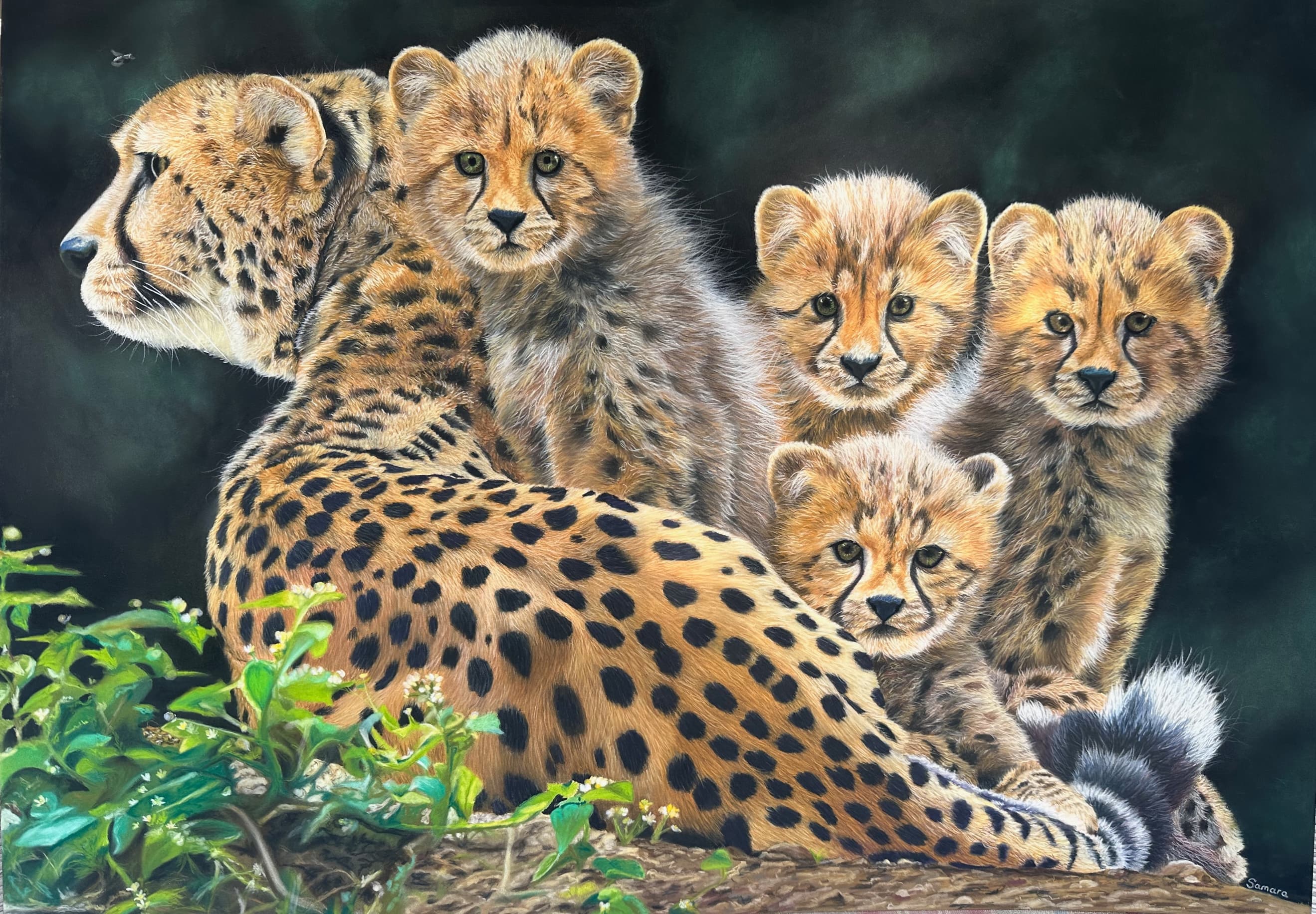 Mother's Sanctuary — Cheetah with four cubs