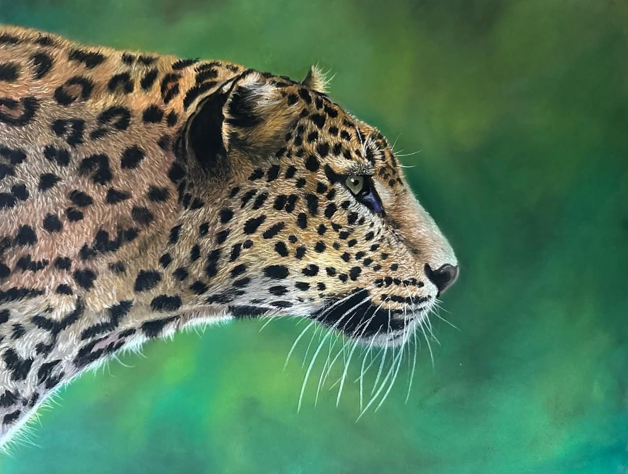 On the Prowl — Leopard profile, Pastel pencil on Pastelmat