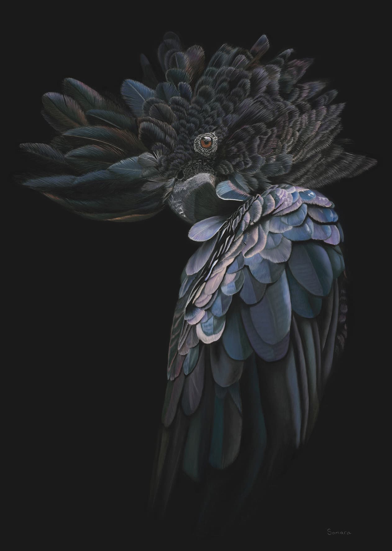 Say What? — a second version of this Red-tailed Black Cockatoo was created as a commissioned original