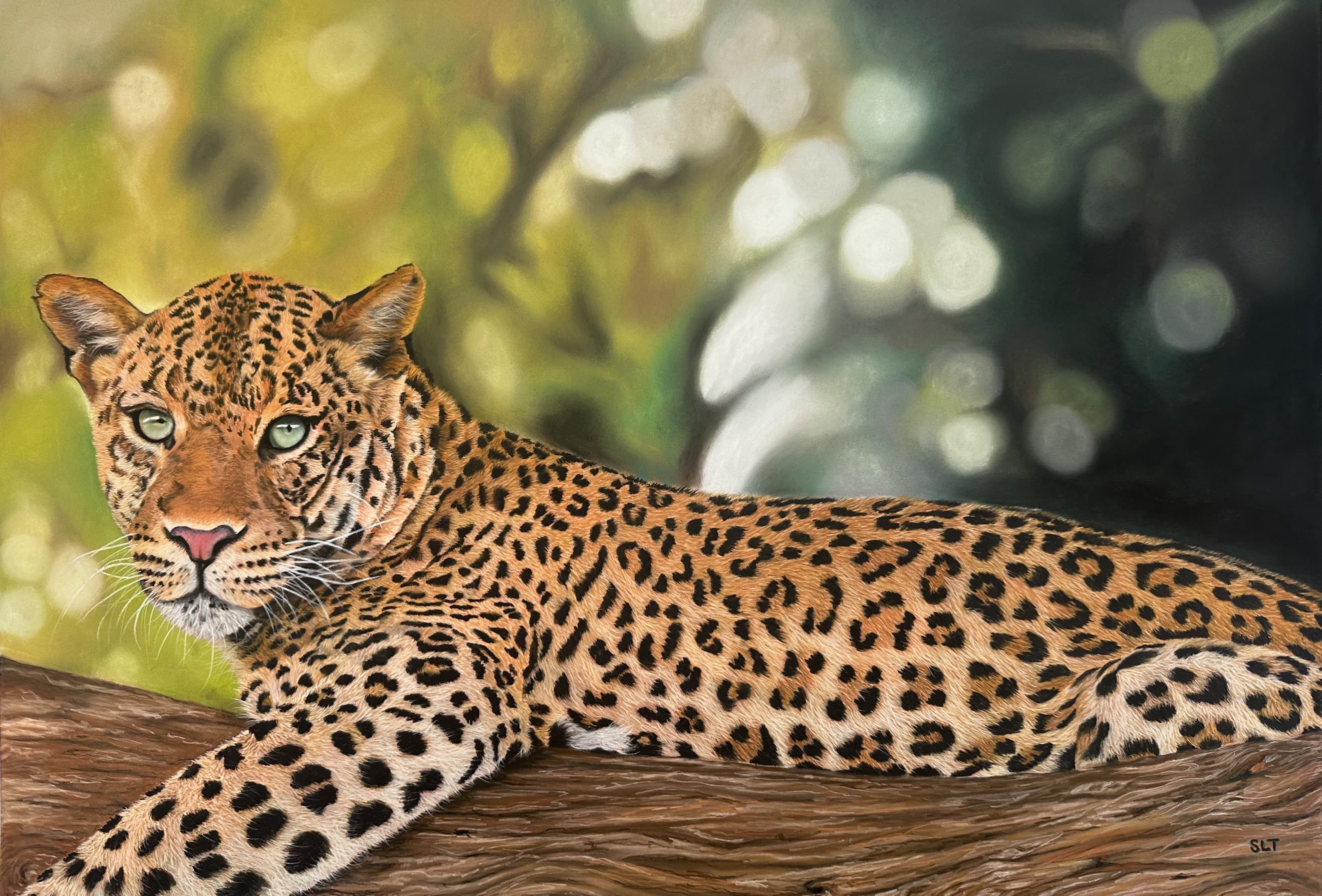 Shadow's Perch — Leopard in tree, Pastel pencil on Pastelmat